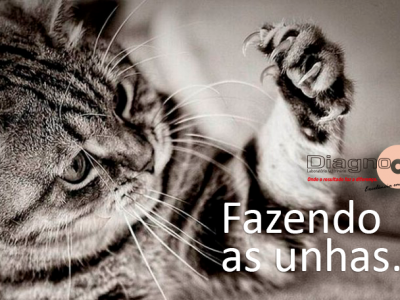 © diagno.vet.br - Fazendo as unhas - Dicas - DiagnoVet
