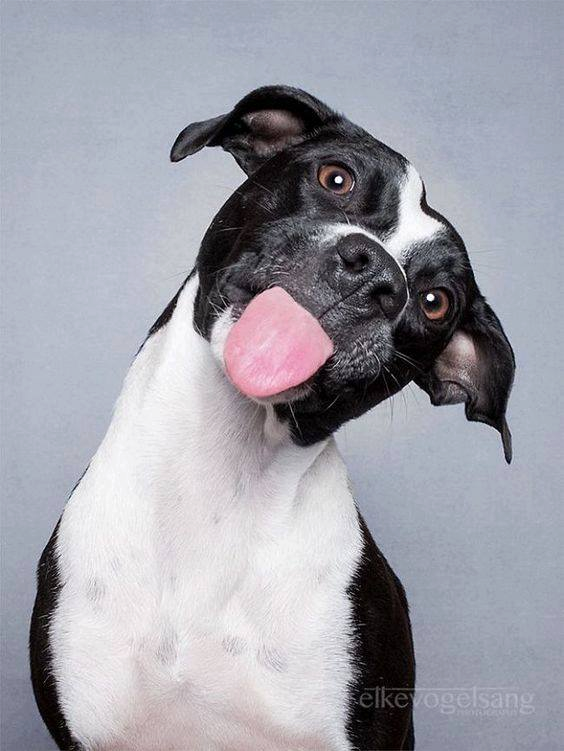 Bom dia – Laboratório Veterinário DiagnoVet | Onde o resultado faz a diferença Bom dia – Laboratório Veterinário DiagnoVet | Onde o resultado faz a diferença